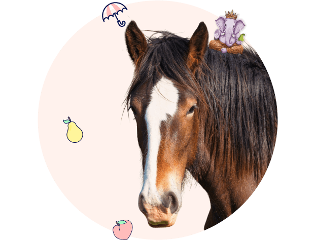 hastforsakring Jämför hästförsäkring för din häst