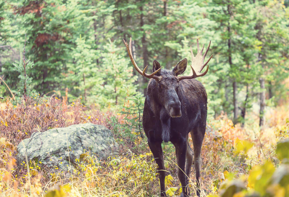 Anmäla viltolycka med älg